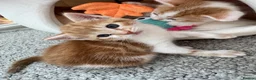 Mixed Breed cats for sale: Gorgeous ginger kittens  - Advert 4