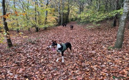 Border Collie dogs for sale: 2 yrs old female border collie - Image 3
