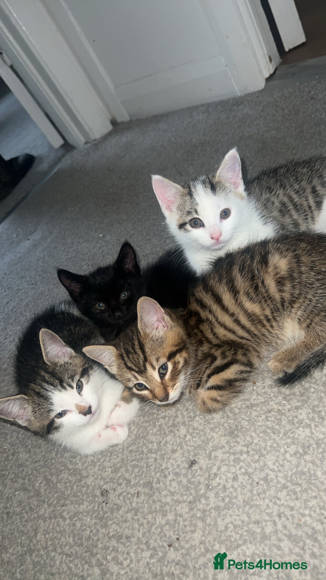 Mixed Breed cats for sale: Kittens  - Advert 6