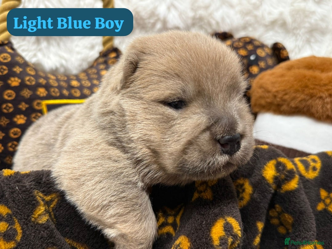 Chow Chow dogs for sale: 🏆 ** Just one Teddy Bear remaining  ** 🏆 - Advert 24