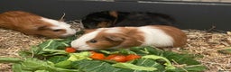 Guinea Pig rodents for sale: Baby Guinea Pigs - all male  - Advert 3