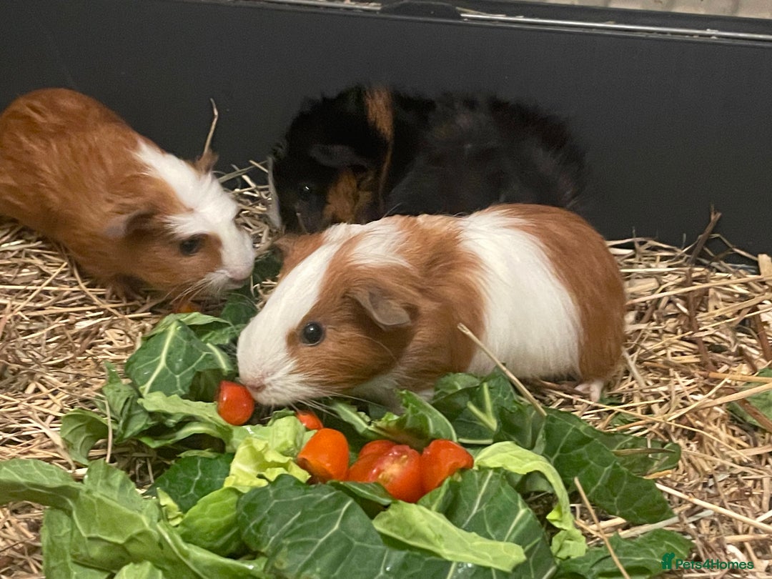 Guinea Pig rodents for sale: Baby Guinea Pigs - all male  - Advert 3
