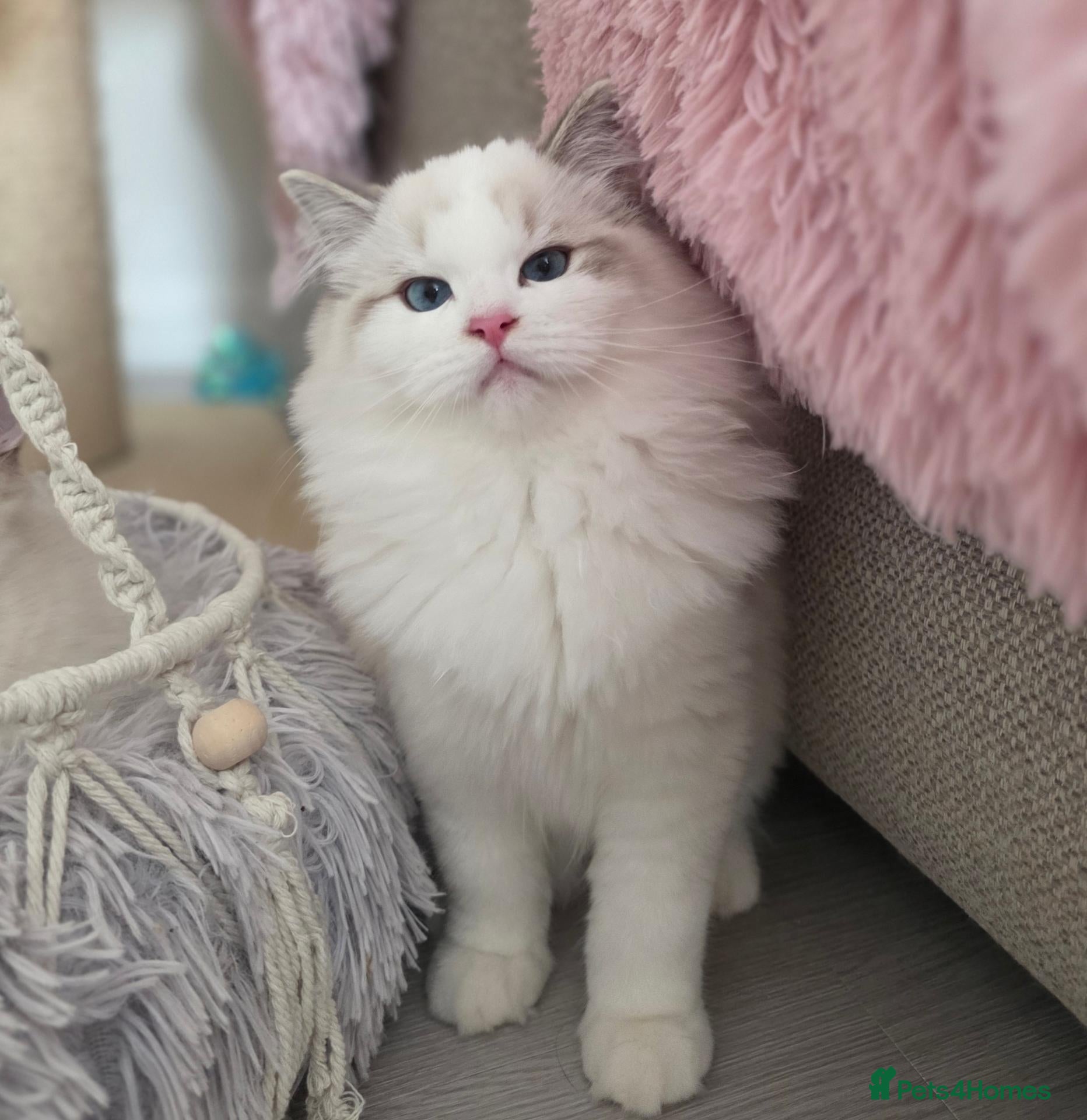 Ragdoll cats DOB 10/06/26✨️Champion European lines. Tica - Advert 2