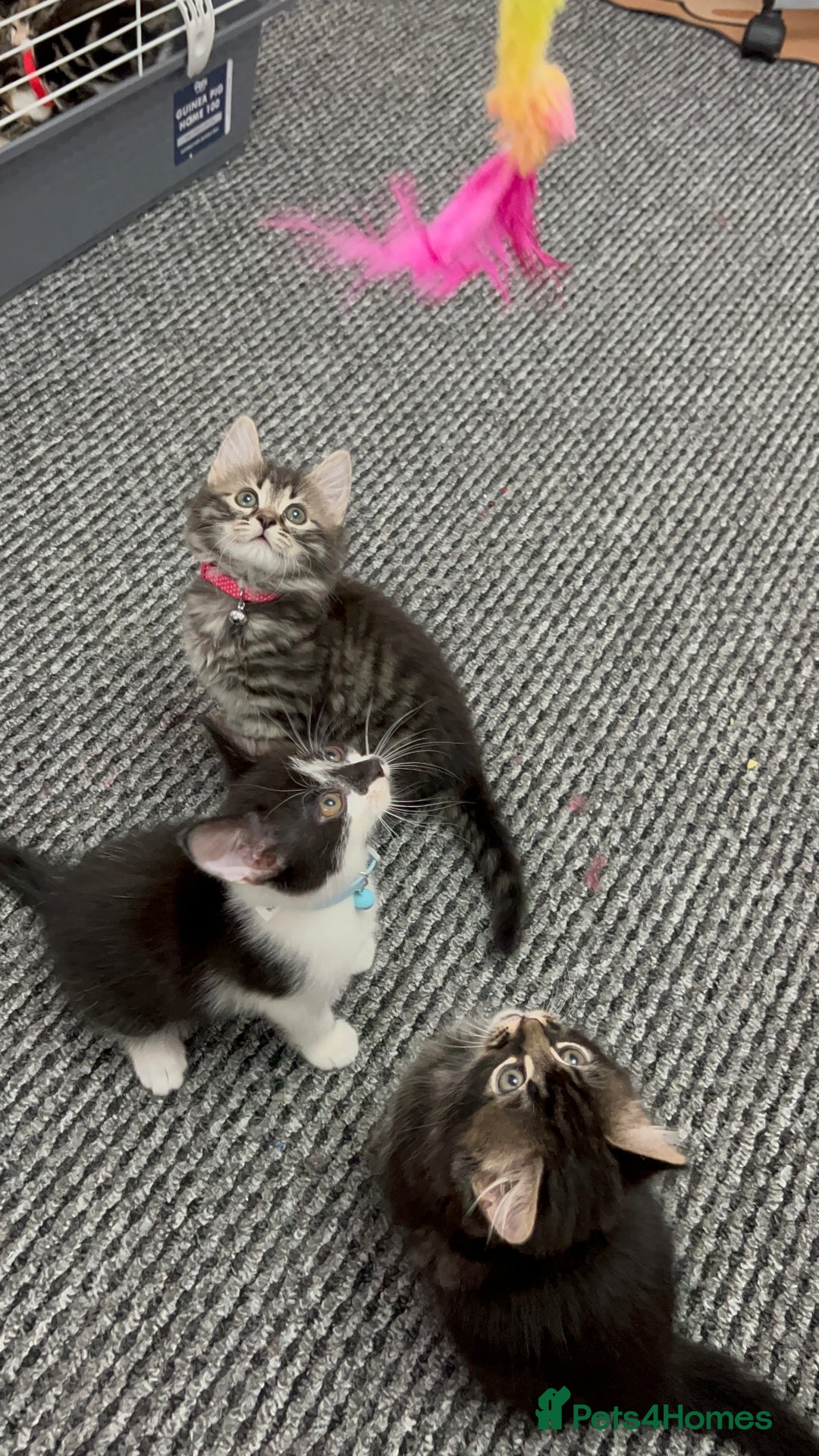 Mixed Breed cats for sale: Ready Now 2male and 1female Left - Advert 11