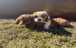 Cavalier King Charles Spaniel dogs for sale: Purebred Cavalier King Charles Spaniels Puppies - Image 7