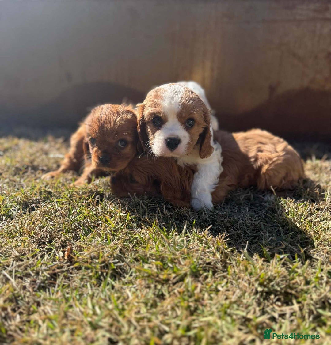 Cavalier King Charles Spaniel dogs for sale: Purebred Cavalier King Charles Spaniels Puppies - Image 7