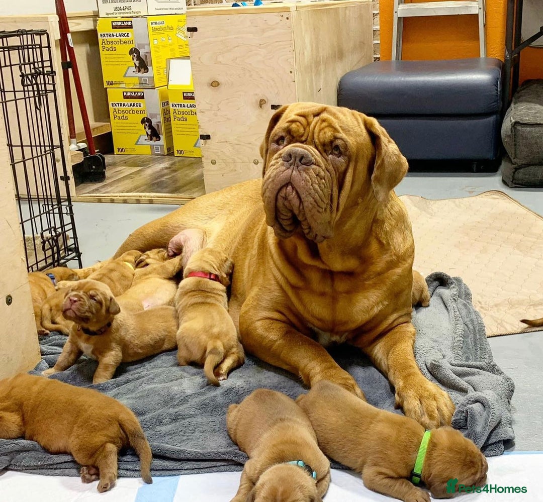 Dogue De Bordeaux dogs for sale: Dogue de Bordeaux puppies now available for sale! - Advert 2