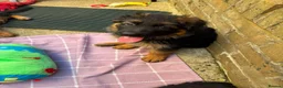 German Shepherd dogs for sale: KC German Shepherd puppies  - Advert 23