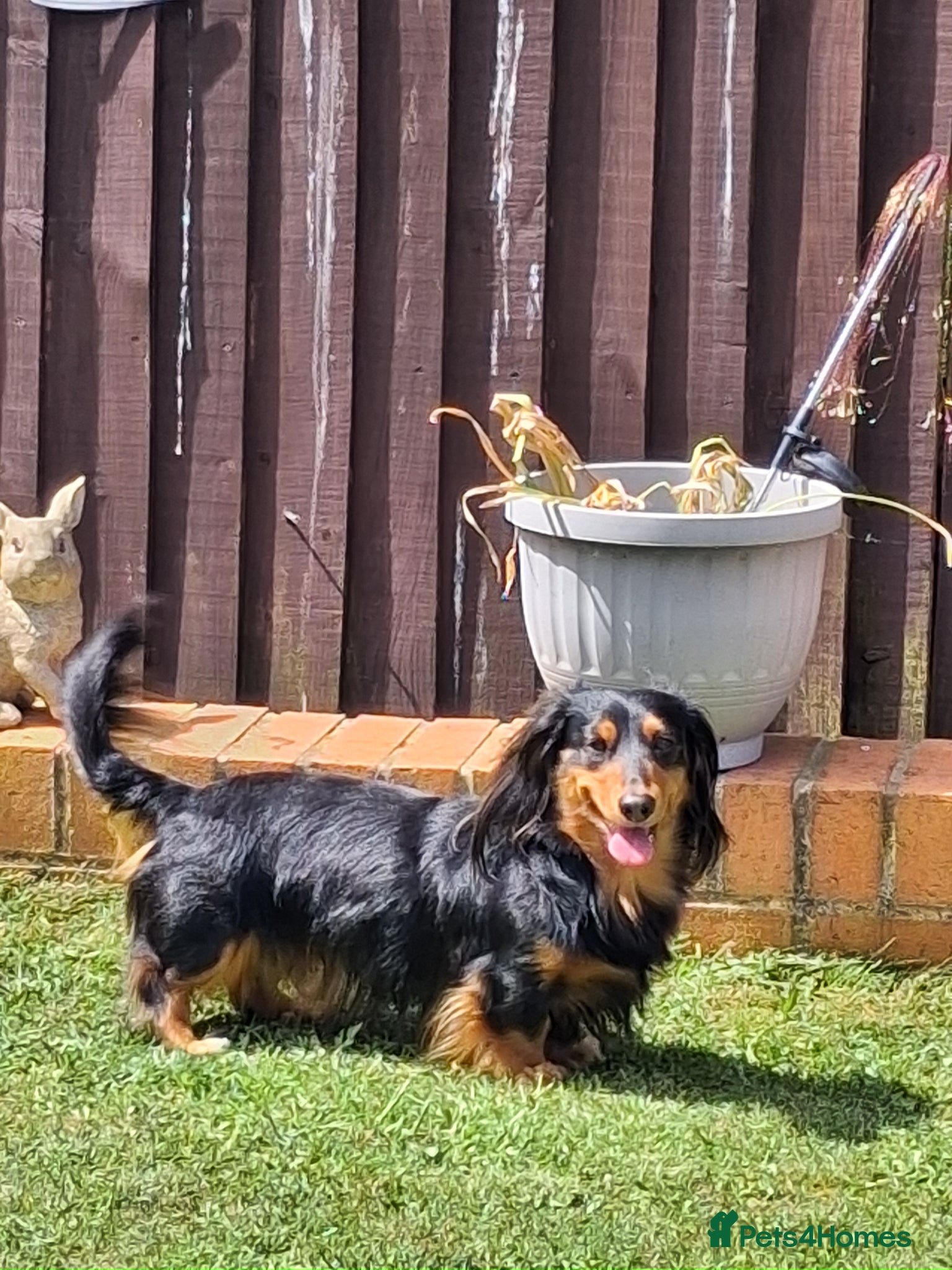 Dachshund dogs Frankie the long haired minature dachshund - Advert 6