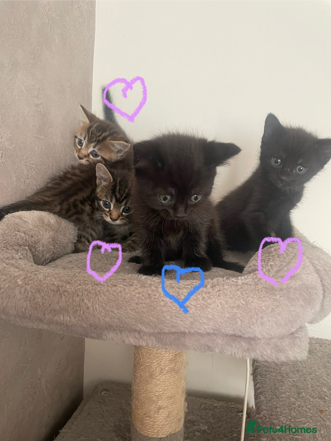 British Shorthair cats for sale: Grey and black tabby kittens 🌻 - Image 2