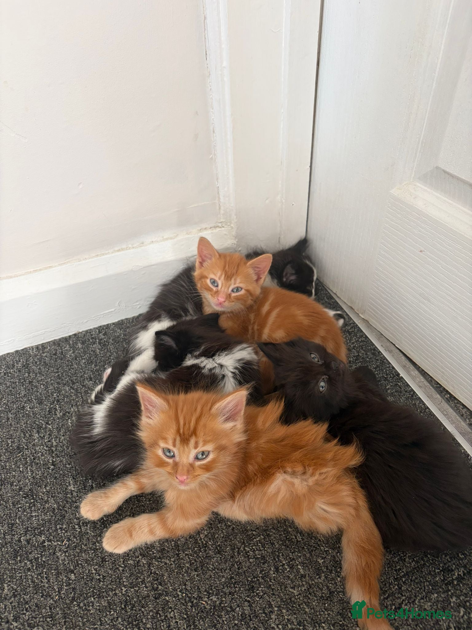 British Longhair cats for sale: Beautiful long hair kittens in Derby - Advert 5