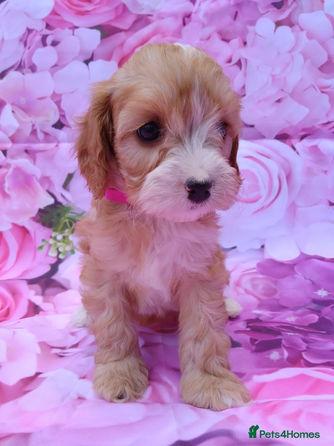 Cavapoo dogs for sale: Cavapoo fur babies  - Advert 1
