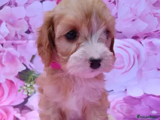 Cavapoo dogs Cavapoo fur babies - Advert 1