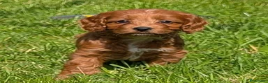 Cockapoo Puppy 5