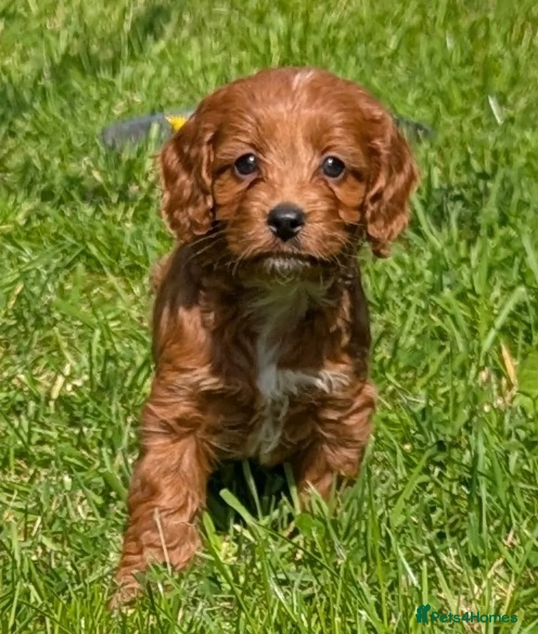 Cockapoo dogs for sale: Ready now! Licensed breeder health tested F1 pups - Advert 28