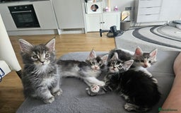 Maine Coon cats for sale: Maine coon kittens  - Image 1
