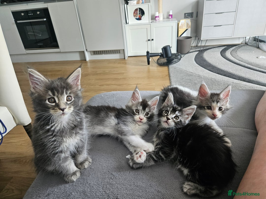 Maine Coon cats for sale: Maine coon kittens  - Image 1