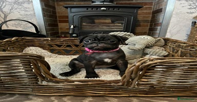 Pug dogs Superb Pug Puppies - ready now - Advert 4