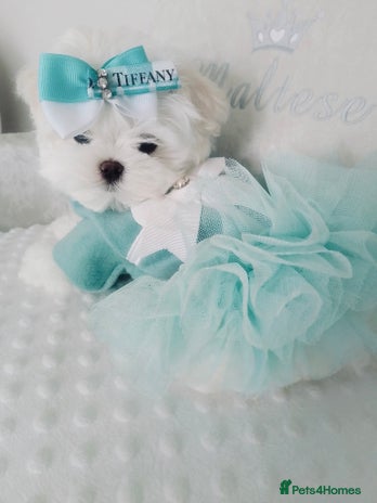 Maltese dogs - Advert 4