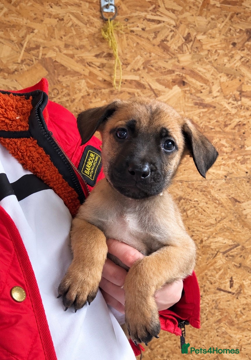 Mixed Breed dogs for sale: Only 4 left and ready to leave! - Advert 2
