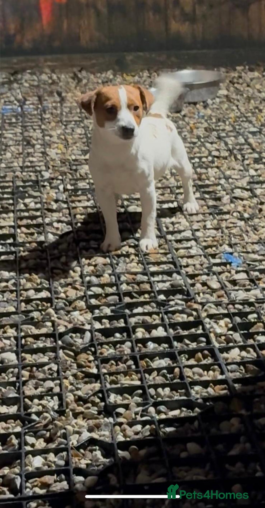 Jack Russell dogs for sale: Jack Russel puppies  - Advert 5