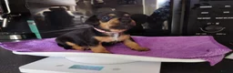 Jackshund dogs for sale: Jackhounds - Advert 6