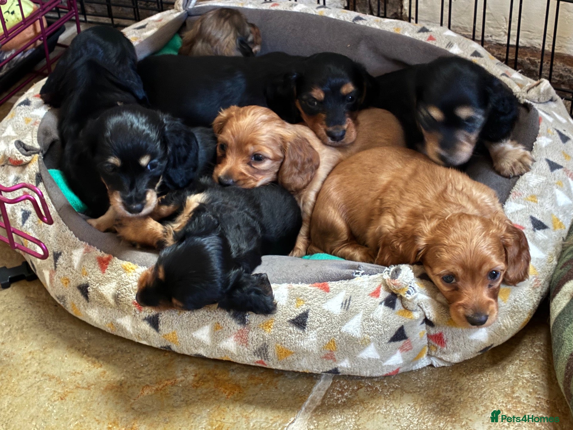 Miniature Dachshund dogs Brothers & sisters  to Crufts Best Puppy Dog 2025 - Advert 2