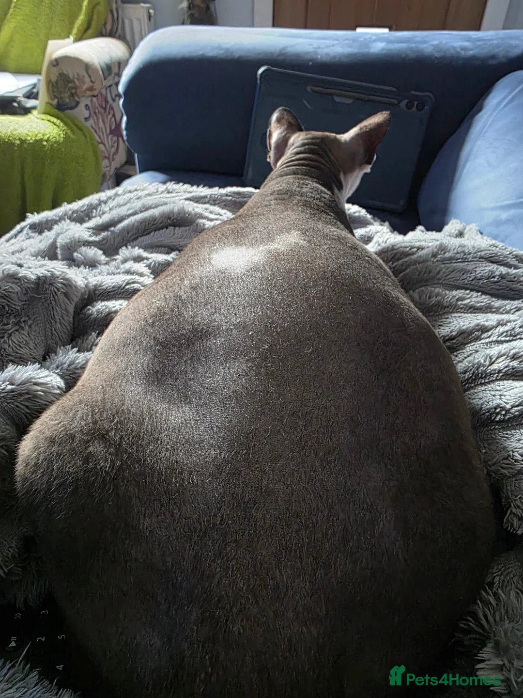 Sphynx cats for sale: TICA Sphynx kittens wait list for reservation - Advert 2
