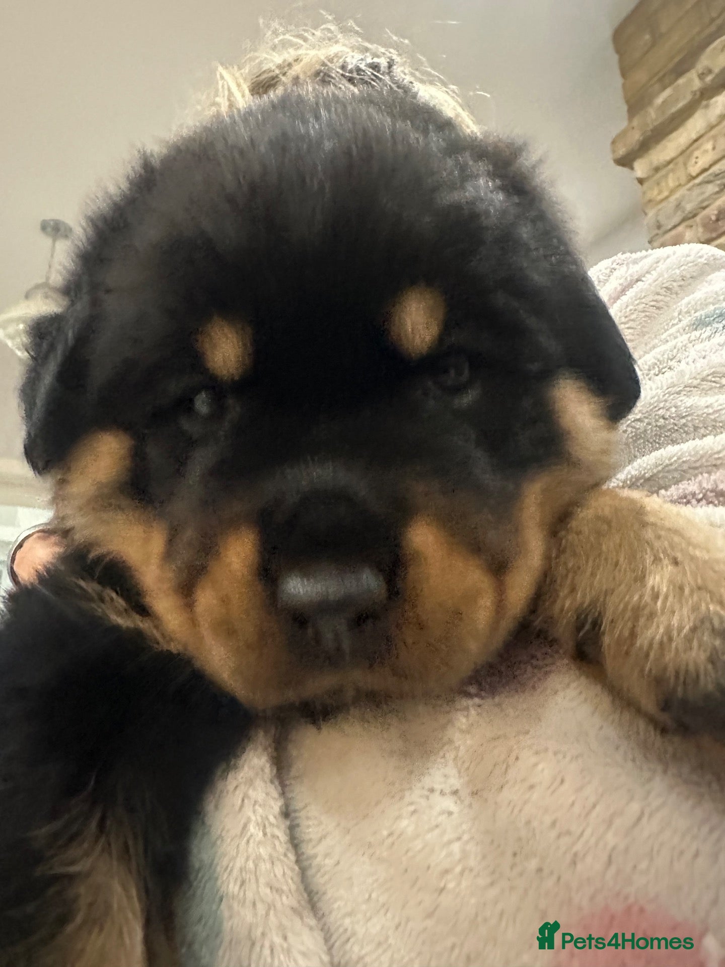 Rottweiler dogs Amazing Rottweiler litter girls and boys   - Advert 2