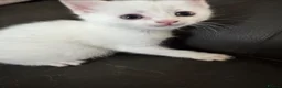 Mixed Breed cats for sale: Gorgeous white male kitten  in Mexborough - Advert 3