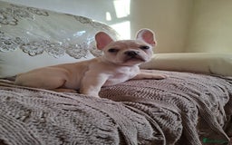 French Bulldog dogs for sale: French bulldog price is negotiable  - Advert 10