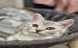 Mixed Breed cats for sale: British short-hair / Siberian cross - Image 1