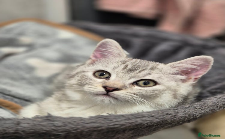 Mixed Breed cats for sale - Advert 2