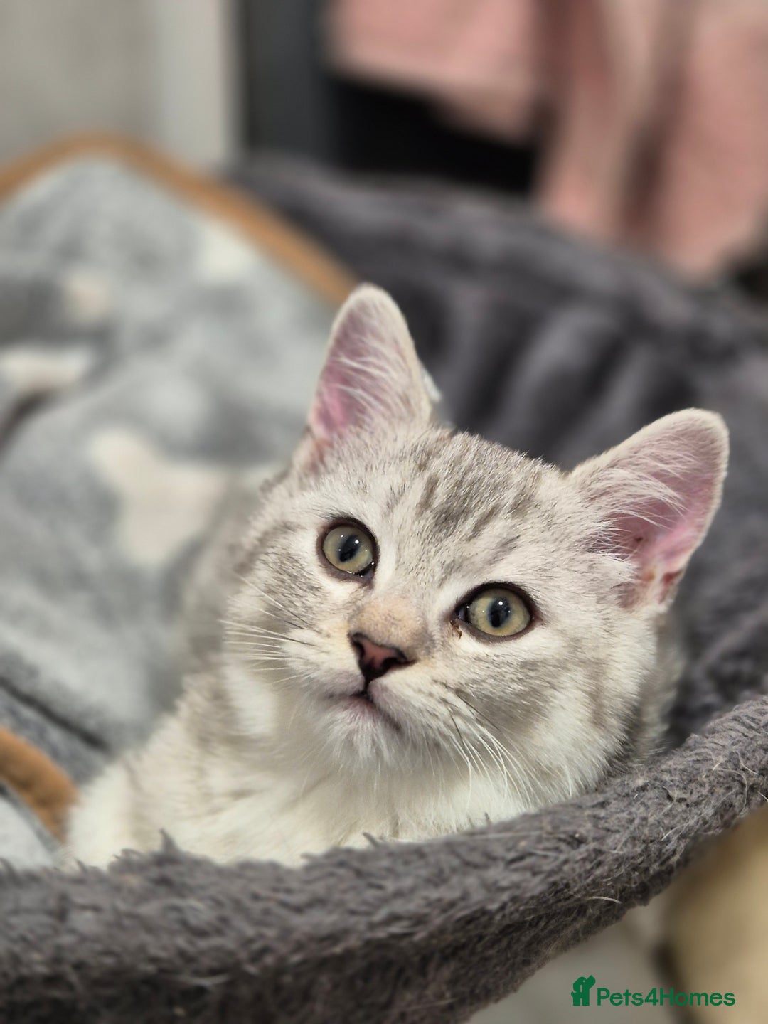 Mixed Breed cats for sale: British short-hair / Siberian cross - Image 1