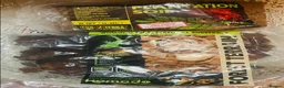 Frog reptiles for sale: Healthy female Australian Tree Frog  in Henley-on-Thames - Advert 7