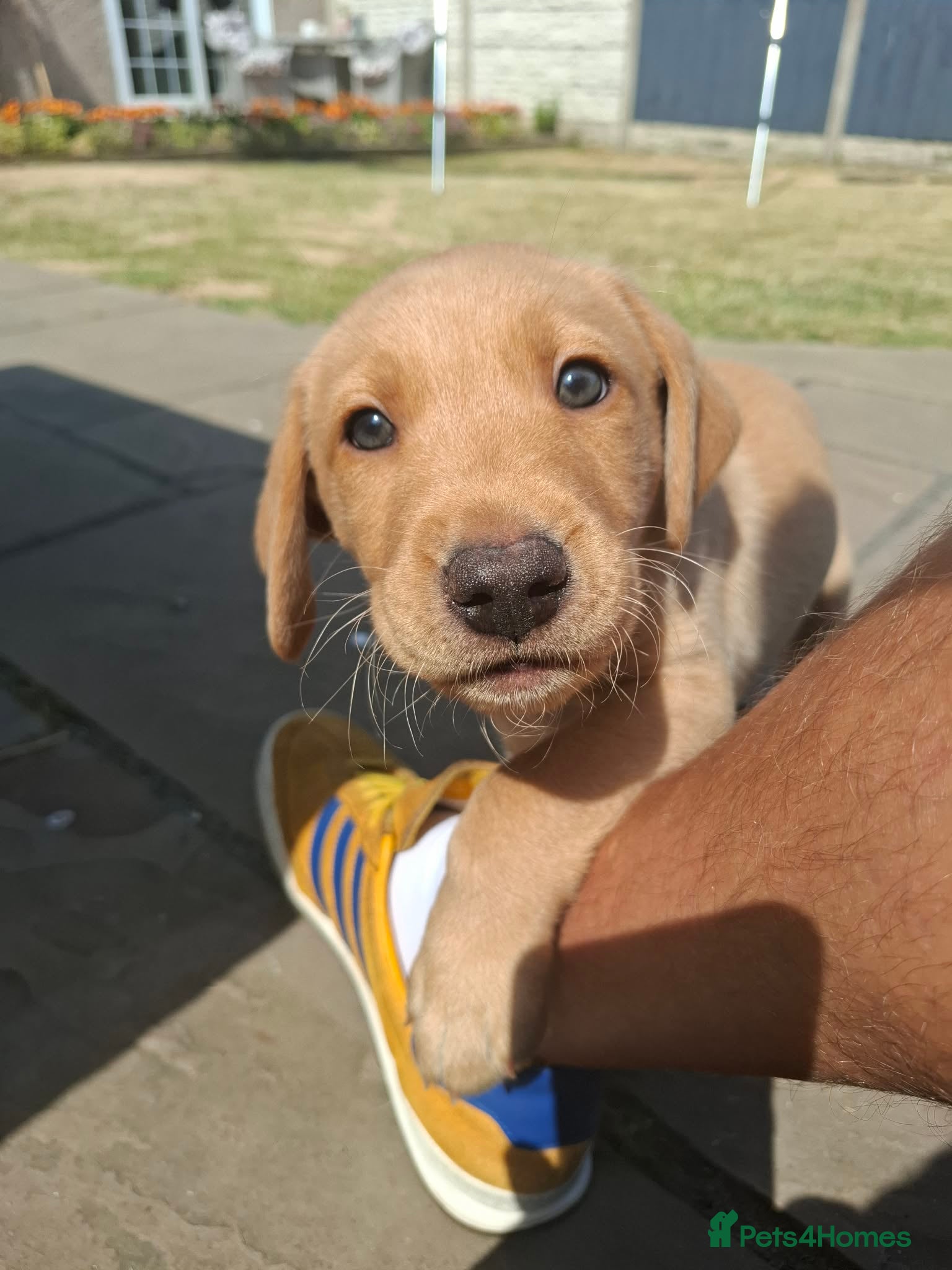Labrador Retriever dogs   Labrador boy puppy - Advert 2