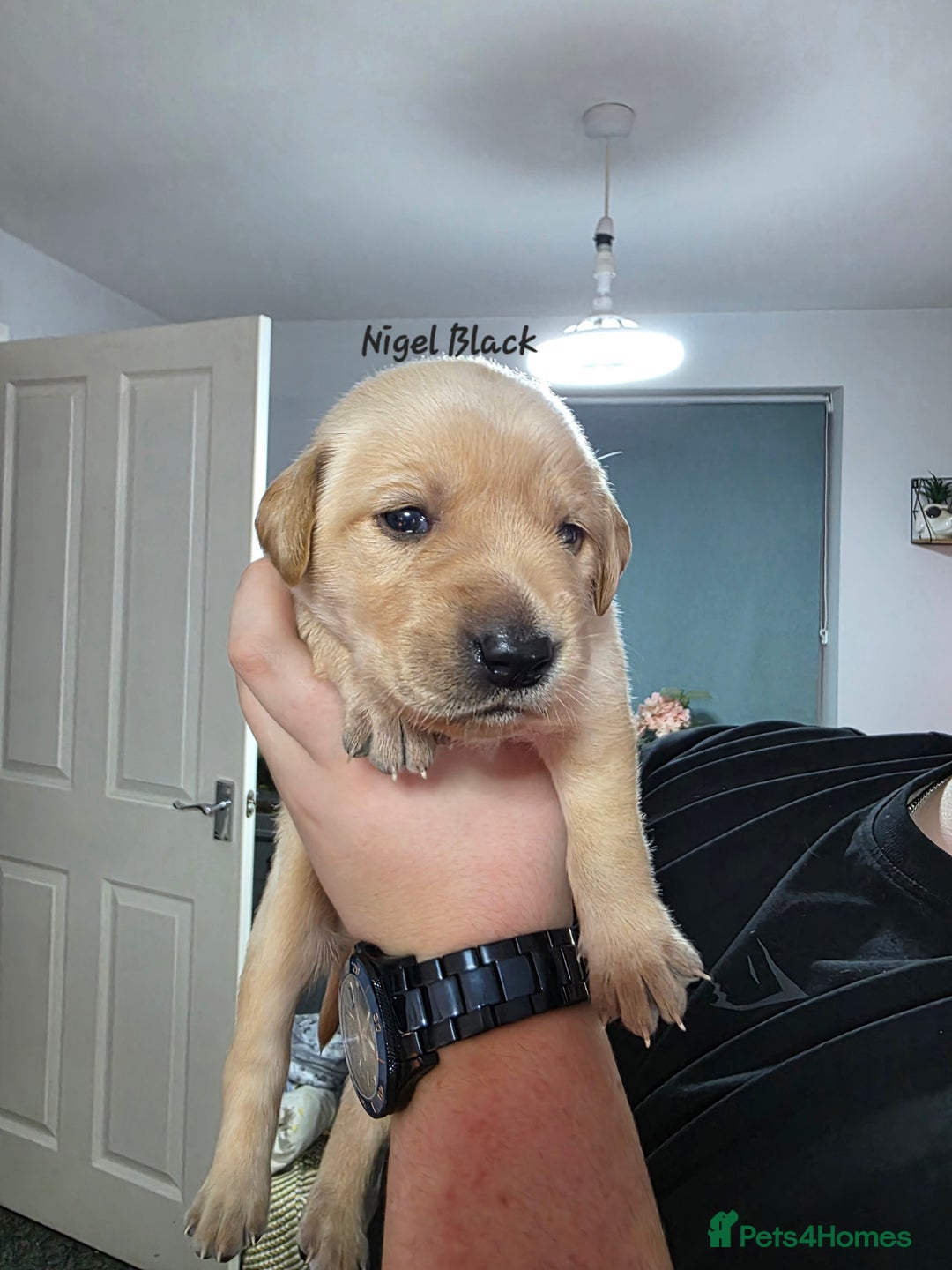 Labrador Retriever dogs for sale: Gorgeous Labrador puppies - Advert 25