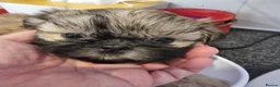 Shih Tzu dogs for sale: Kc reg Stunning tiny baby 2 boys - Advert 32