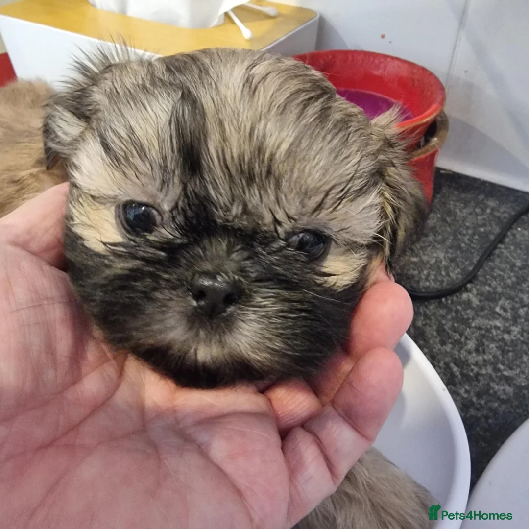 Shih Tzu dogs for sale: Kc reg Stunning tiny baby 2 boys - Advert 32
