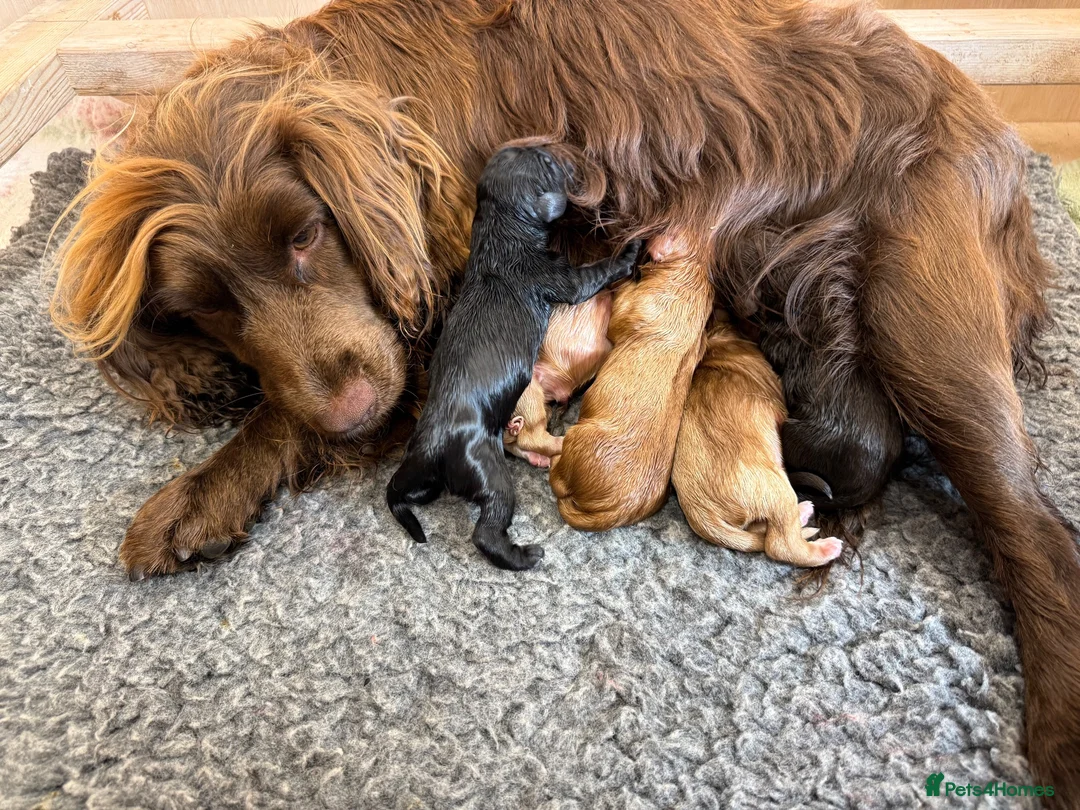 Cocker Spaniel dogs for sale: Cocker spaniel puppies for sale  in Stafford - Advert 29