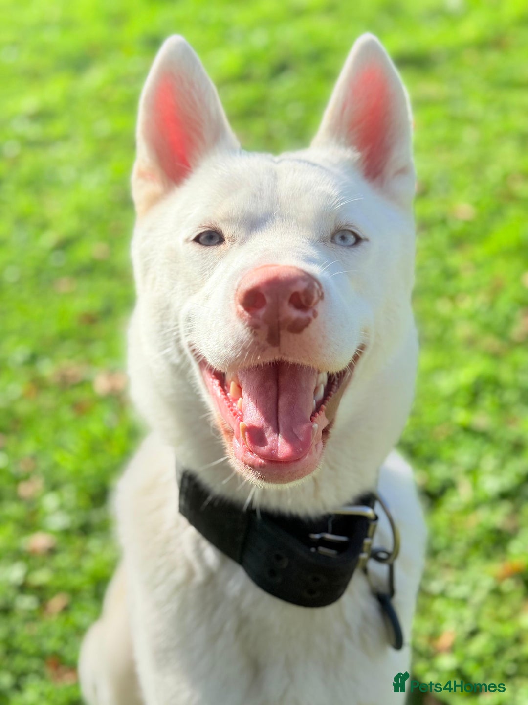 Siberian Husky dogs for sale: Rocco - Advert 5