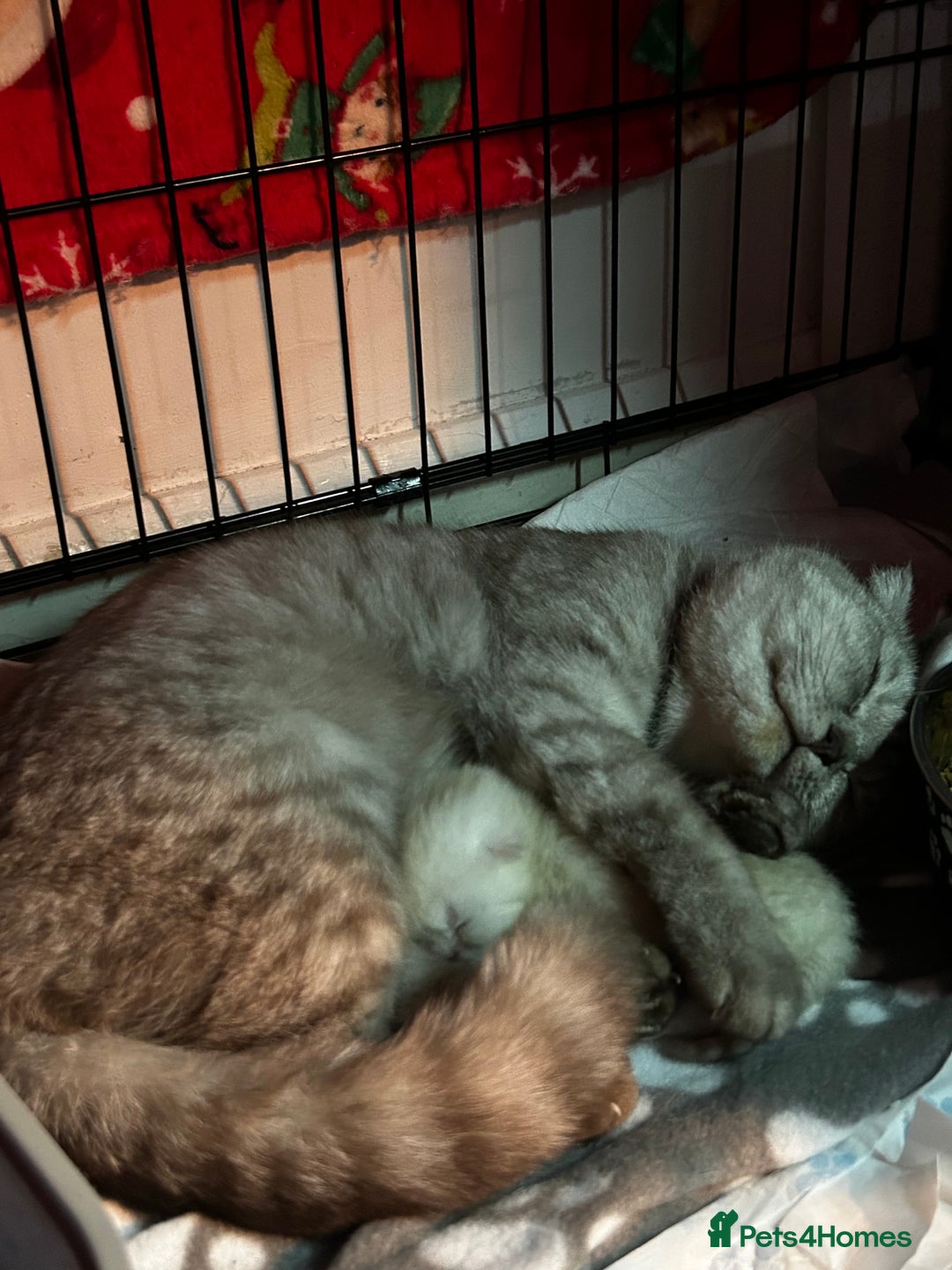 Scottish Fold cats for sale: 🐾 chocolate Scottish fold🐾 - Advert 2