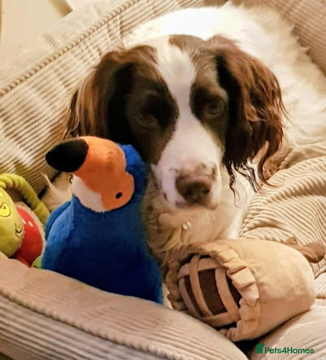 English Springer Spaniel dogs for adoption: Wonderful, gentle boy, Jazzie in Solihull - Advert 2