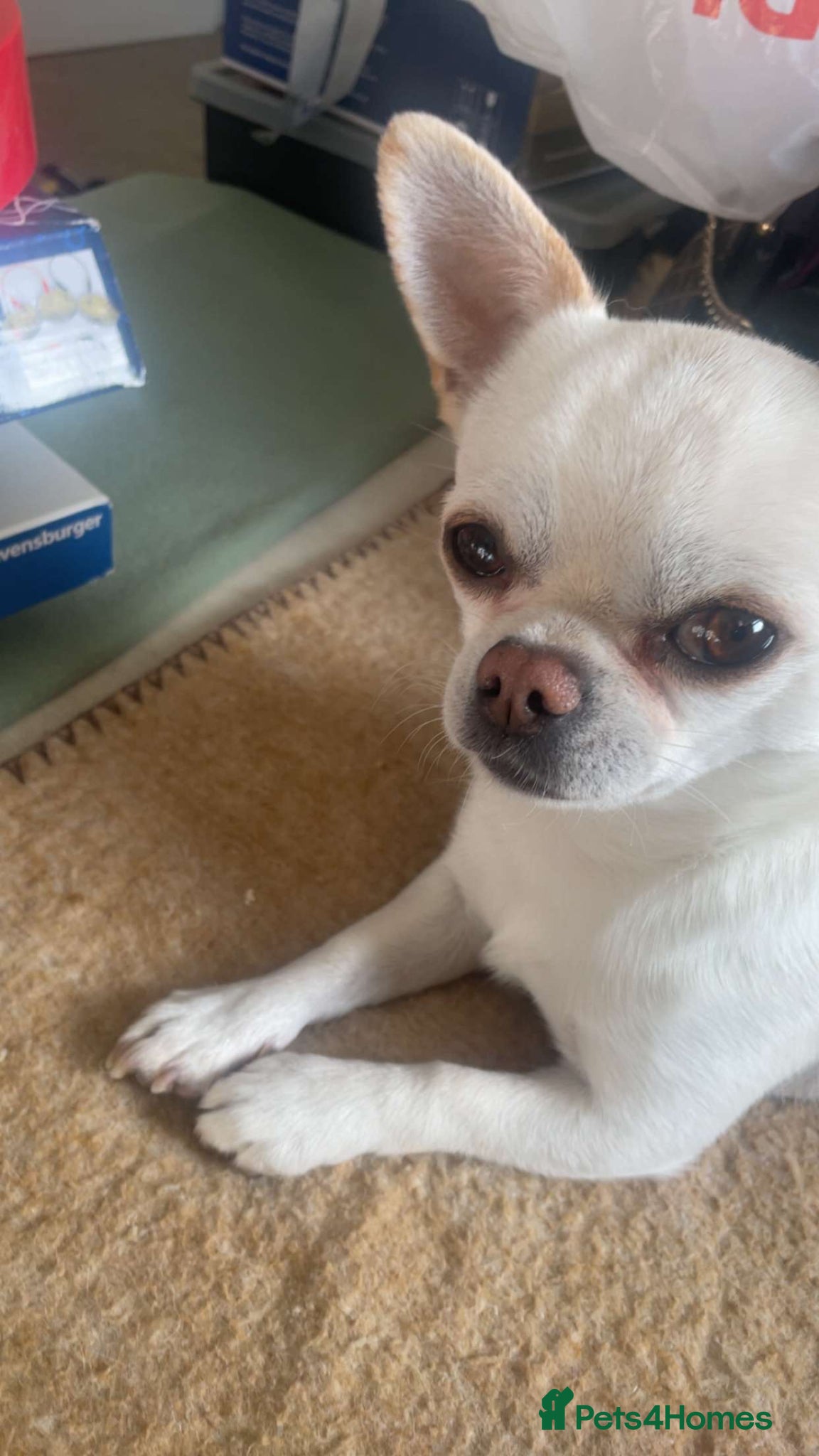 Chihuahua dogs KC rare Russian, three year-old adult Chihuahuas - Advert 15