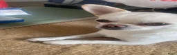 Chihuahua dogs for sale: Two rare Russian, three year-old adult Chihuahuas - Advert 2