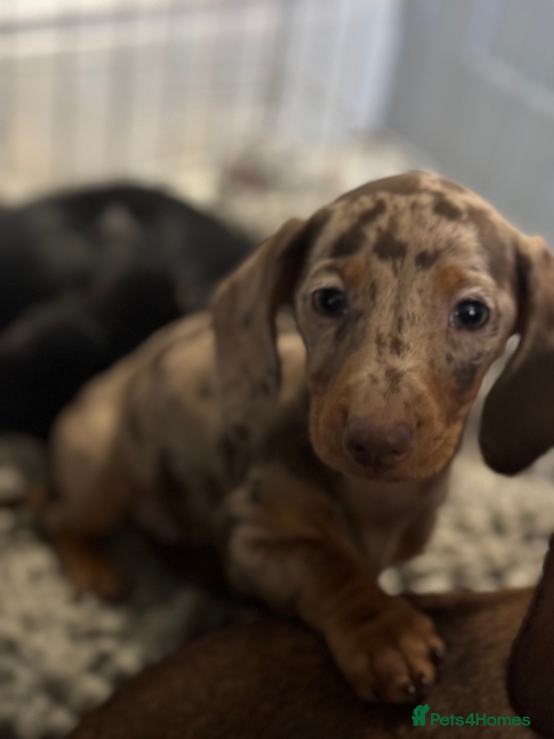Miniature Dachshund dogs for sale: Mini dachshund’s beautiful, girls and boys  - Advert 7