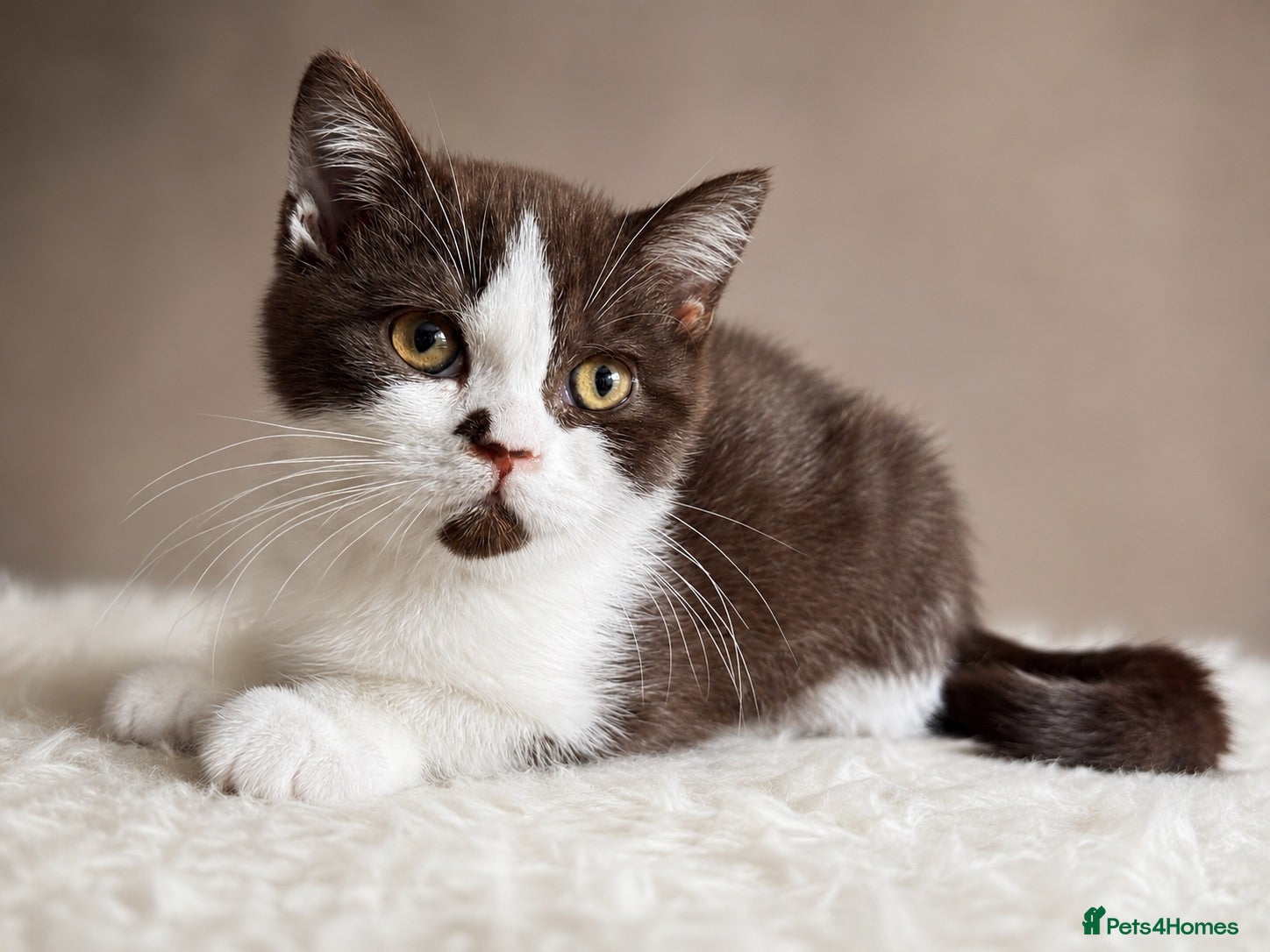 British Shorthair cats Last Man (BSH Kitten) Standing - Advert 3