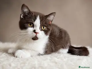 British Shorthair cats Last Man (BSH Kitten) Standing - Advert 3