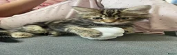 Mixed Breed cats for sale: 4 beautiful tabby cross bengals  - Advert 3
