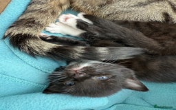 Domestic Shorthair cats for sale: Black and white kittens for sale in Manchester  - Image 15